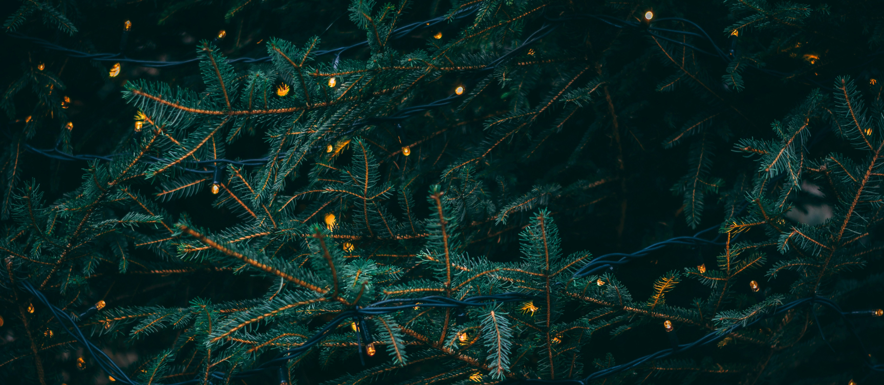 Close-up of pine tree branches adorned with small glowing yellow lights intertwined with dark green wires.