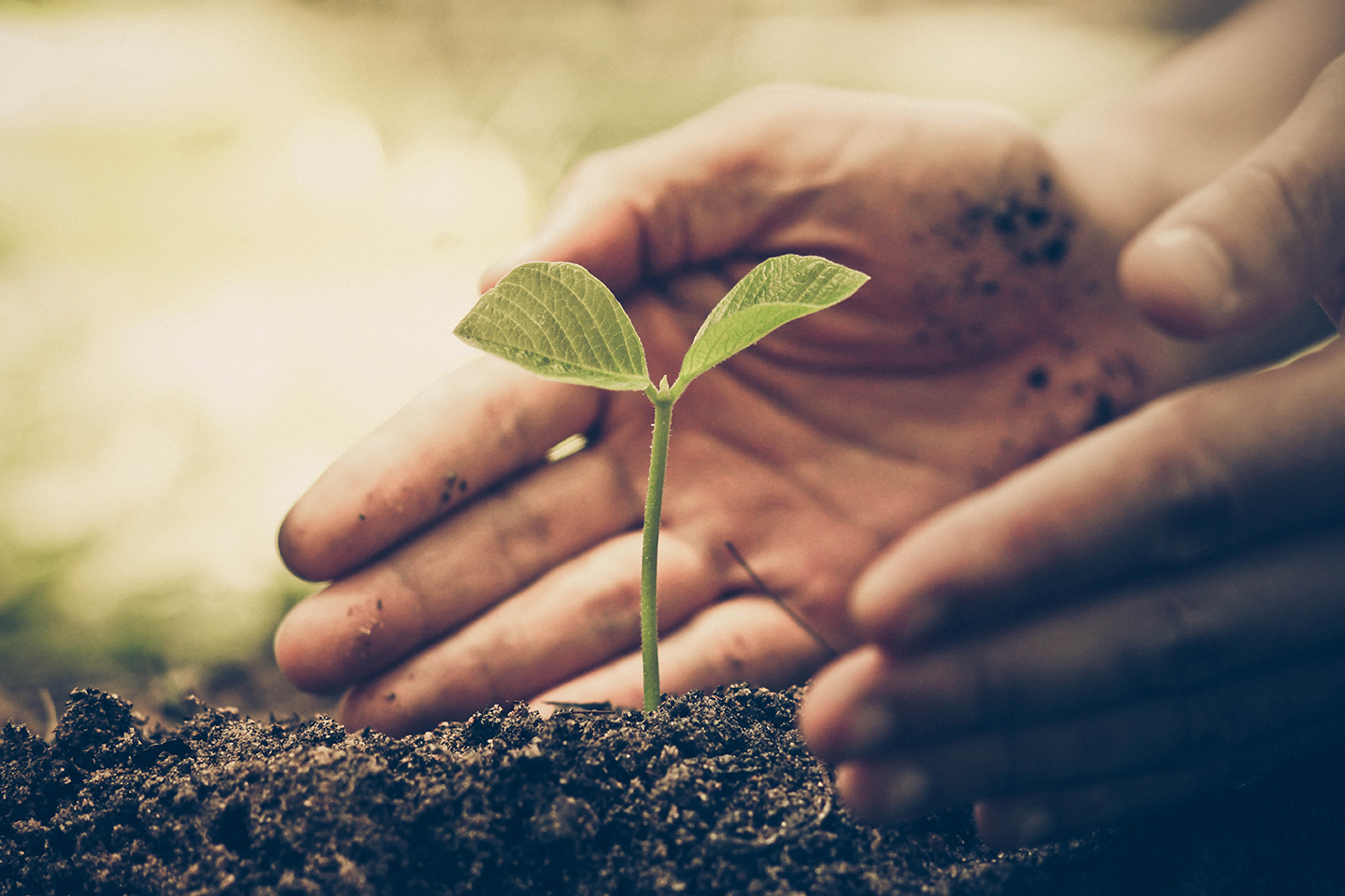 Hands gently surround a small green seedling emerging from soil.